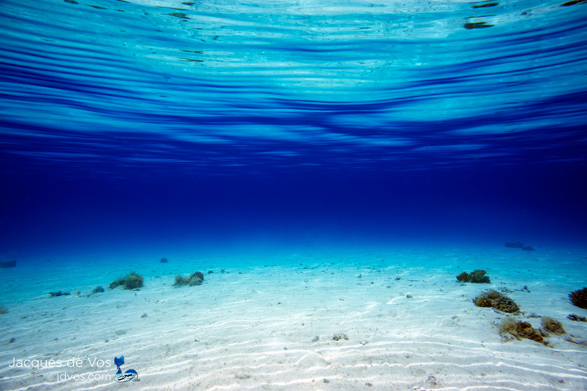Underwater Seascape