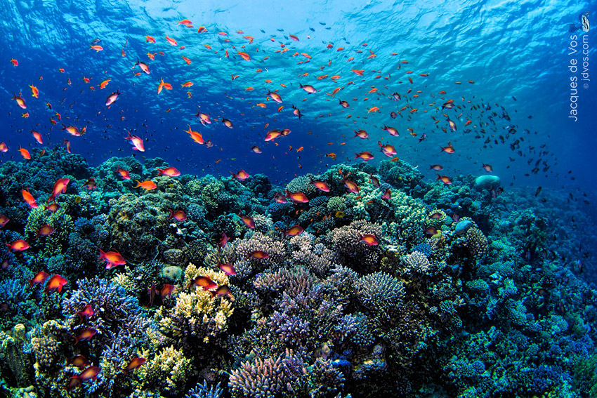 Thousands of Lyretail anthias swim over lively coral in the Red Sea.