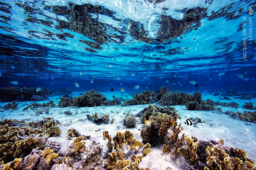 Coral and fish in a shallow Red Sea lagoon.