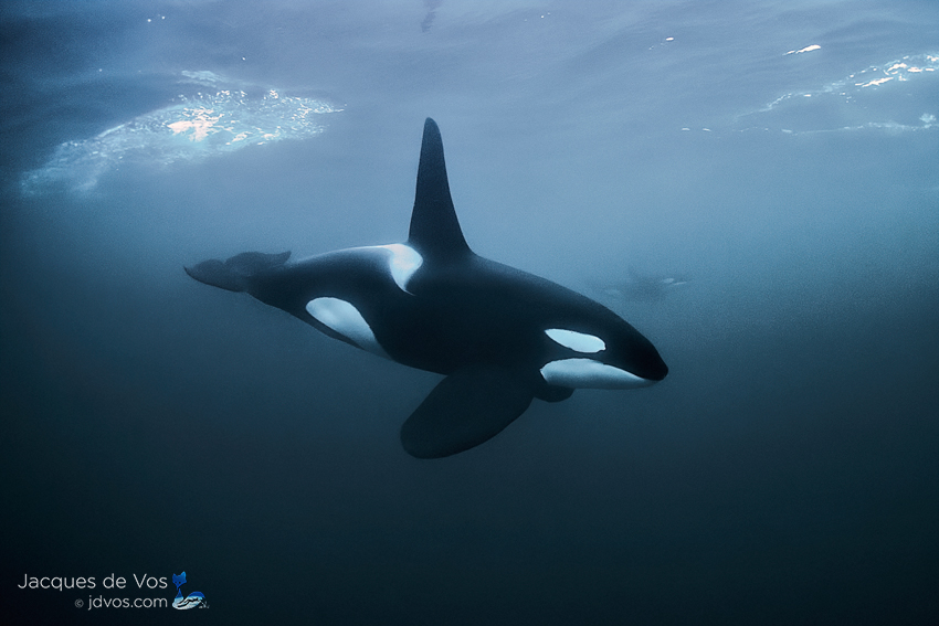 A large orca male approaches me for a closer look...